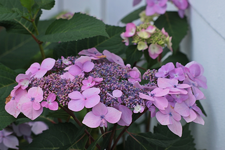Endless Summer_Blüten tellergroß2_900.webp