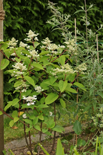 Wim's Red_startet_blooming_30062016_800.webp