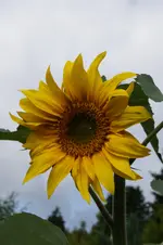 _DSC0728.webp