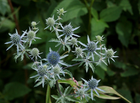 Karde_Knospen_macro4_900.webp