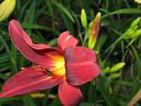 little tyke_1024x768.webp