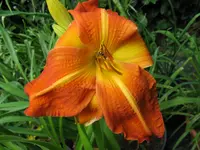 flaming frolic 1_1024x768.webp