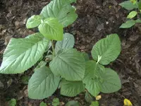 BILD5202.webp