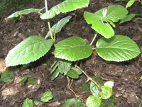 BILD5203.webp