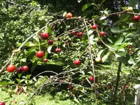 BILD5305.webp