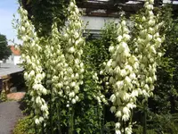 BILD5320.webp
