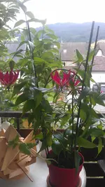 IMAG0403.jpg