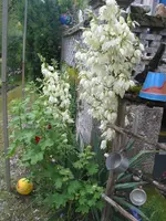 001.webp