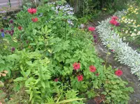 011.webp
