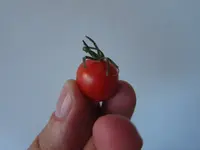 ersteTomate.webp