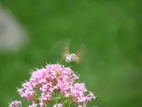 P1220665 (900x675).webp