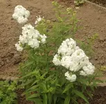 DSCI0900.webp