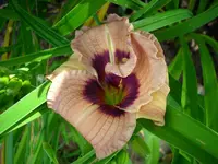 DSCI4188.webp