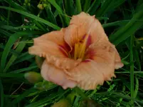 DSCI4185.webp
