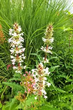 DSCF6717 (2).webp