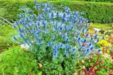 DSCF6718 (2).webp
