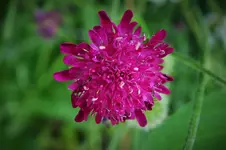 knautia #.jpg