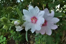 lavatera alba barnley  buschm  +.webp