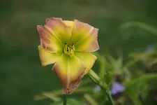 Cocktailparty.webp