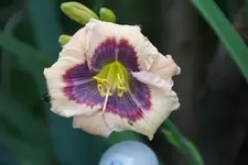 Crystal Blue Persuasion.webp