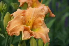 Flaming June.webp