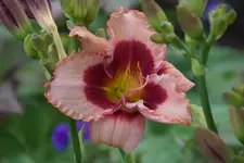 Little Red Dragon.webp