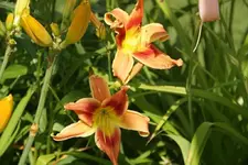 Narrentanz (1).webp