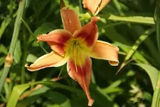 Narrentanz (2).webp
