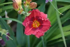 Siloam Jim Cooper.webp