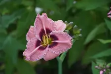 Siloam Merle Kent.webp