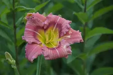 Smlg Albert 250.webp
