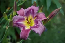 Trahlyta.webp