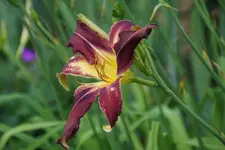 Tropical Depression.webp