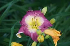 Malaysian Monarch.webp