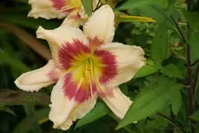Smlg Biene.webp