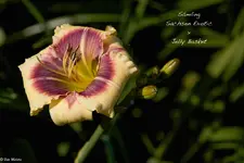 IMG_3347.webp