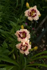 IMG_3583-2.webp