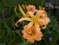 IMG_3635-2.webp