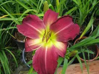 crown island falsch_1024x768.webp