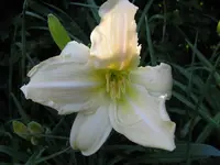 four star falsch_1024x768.webp