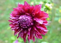 Dahlie lila.webp