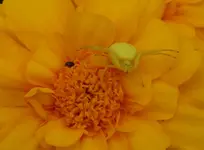 TiereMakro (52).webp