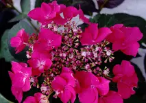 hrtns2016 (1).webp