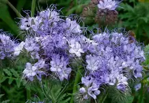 blue (80).webp