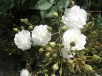 Bilda658.webp