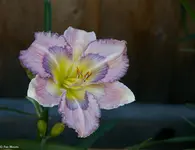 IMG_2988-3.webp