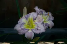 IMG_3518-2.webp