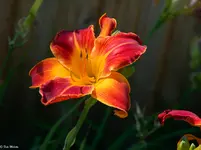IMG_3411-2.webp