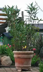 Oleander auf Treppenpodest_2011.webp