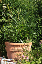 Oleander_Neuaustrieb nach drastischem Rückschnitt.JPG